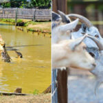 Gators & Friends Adventure Park