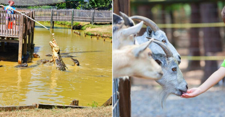 This Louisiana Adventure Park Packs Animals, Ziplines, Plus Go-Karts Into One Visit