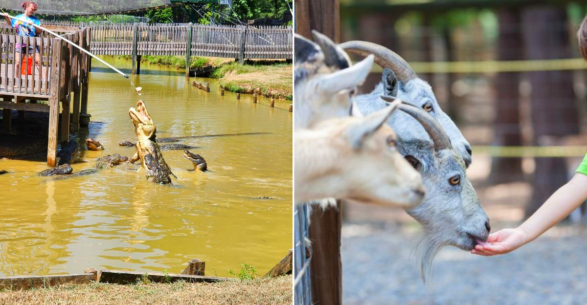 This Louisiana Adventure Park Packs Animals, Ziplines, Plus Go-Karts Into One Visit