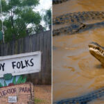 Gator Country Louisiana