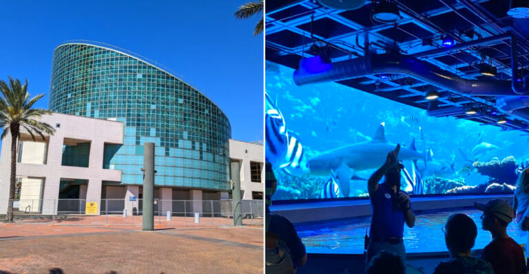 This Louisiana Aquarium Has Shark And Ray Touch Experiences You Can Reach Right Into The Tank For