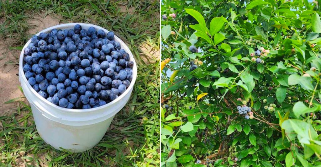 Blueberry Hill