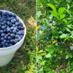 Blueberry Hill