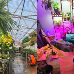 Louisiana Nursery