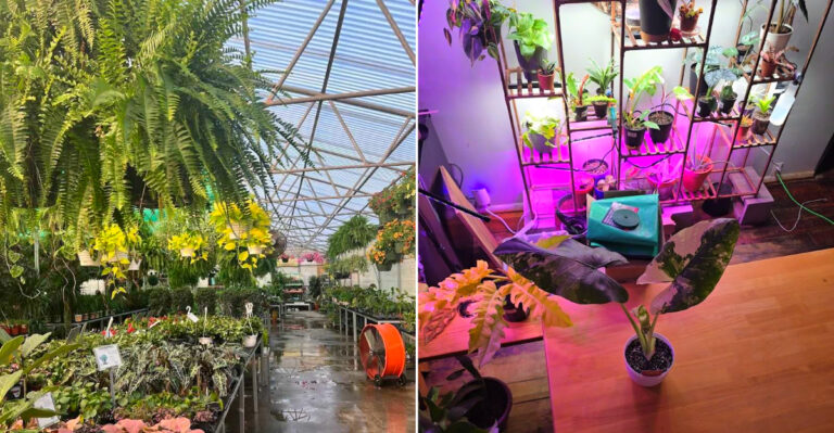 This Louisiana Plant Warehouse Is A Hidden Goldmine For Affordable Pots And Garden Finds