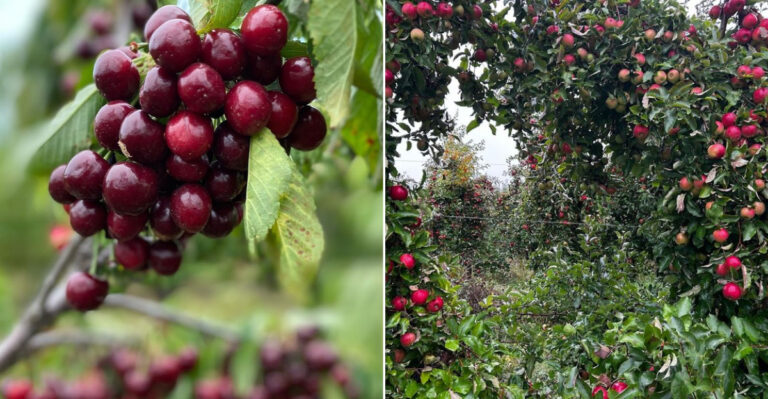 This Michigan Cherry U-Pick Stand Makes Summer Feel Like It Has An Opening Day