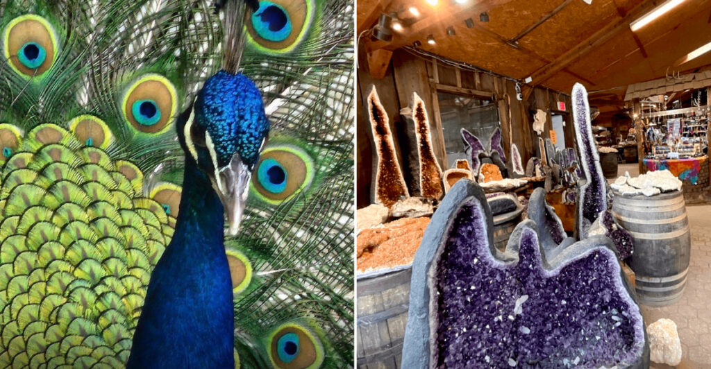 This North Carolina Spot Turns A Family Day Into An Adventure Filled With Gems, Fossils, And Geodes