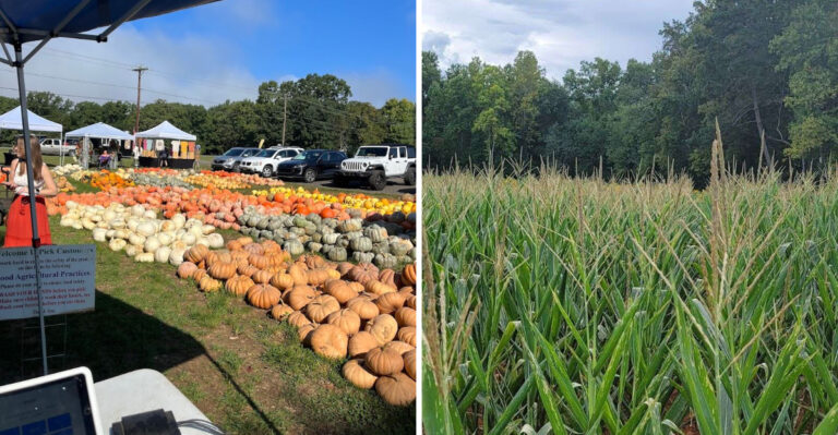 This Rural North Carolina Farm Stand Sells Sweet Corn Worth Driving Across The State For