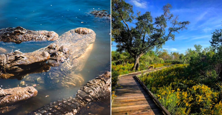 This Under-The-Radar Louisiana Park Might Be One Of The Best Places To Spot Wildlife