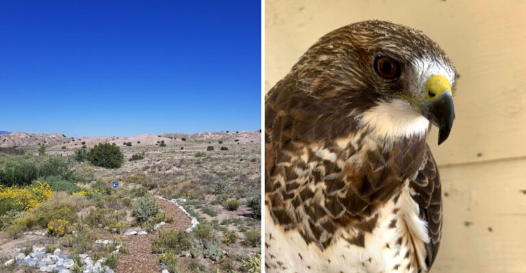 You Can See Hawks, Owls, Bobcats, And Reptiles Up Close At This New Mexico Wildlife Center