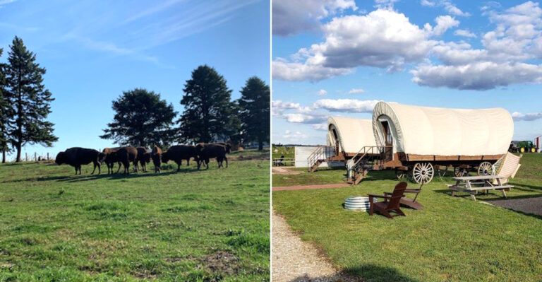 You Can Sleep In A Covered Wagon With Bison Roaming Nearby In Iowa