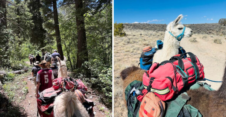 You Can Walk With Llamas Through New Mexico’s Wild Mountain Scenery