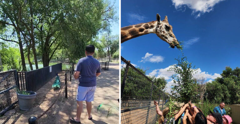 This New Mexico Zoo Lets You Feed A Giraffe Like You’re On A Mini Safari