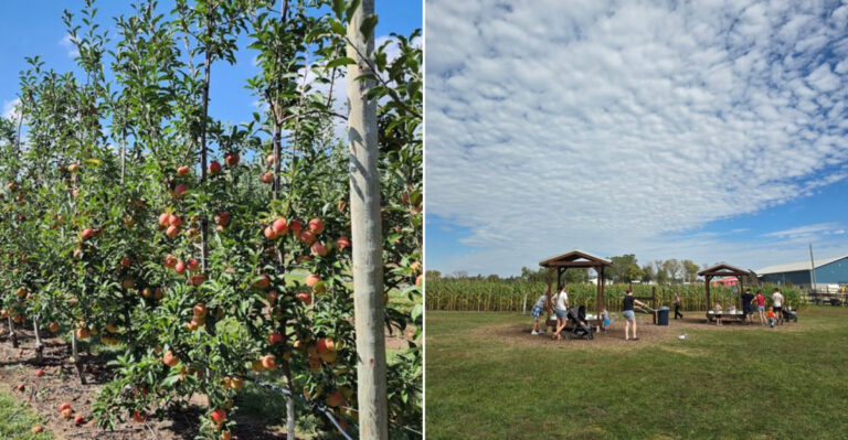 The Secret Kansas Peach Orchard You Need To Visit This September