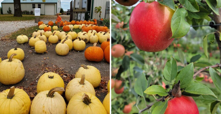 This Ohio Fall Farm Market Draws Early Crowds For Kettle Corn, Pumpkins And Apple Cider