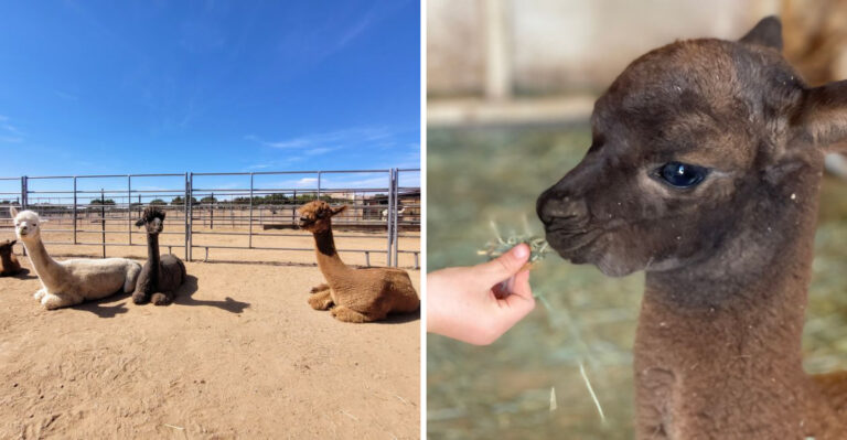 You Can Feed Fluffy Alpacas By Hand At This New Mexico Farm