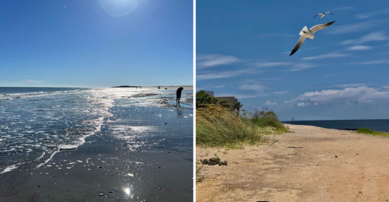 This Georgia Beach Turns A Simple Walk Into A Sand Dollar Treasure Hunt