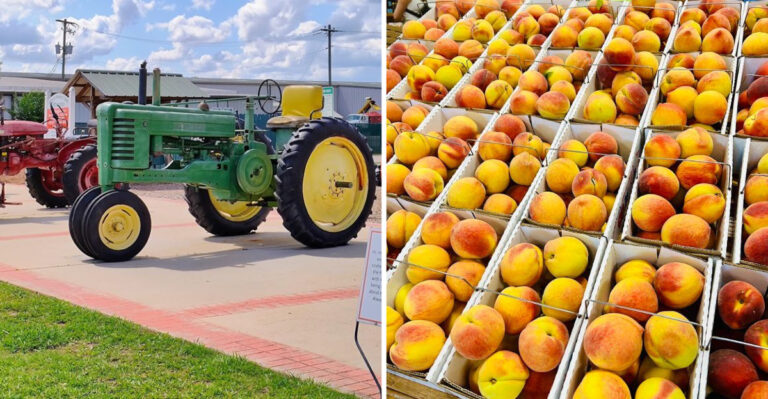 This Georgia Orchard Stand Makes A Summer Highway Stop Sweeter With Fresh Peaches