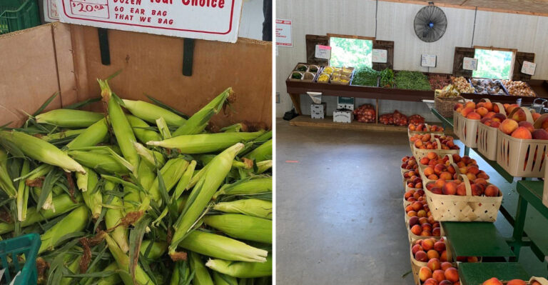 This Rural Georgia Farm Stand Has Sweet Corn So Good Nobody Minds The Drive