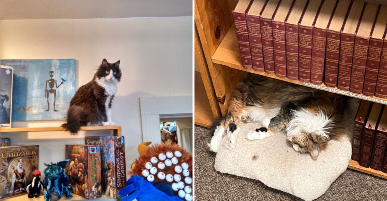 This Charming Iowa Bookstore Combines Packed Aisles With Friendly Resident Cats