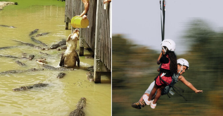 A Louisiana Wildlife Park Lets You Zipline Over Alligators And Somehow It Works