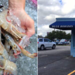 Markets Offering Gulf Shrimp