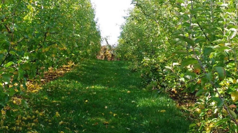 Seven Pennsylvania Apple Orchards Where You Can Pick Your Own Right Off the Tree