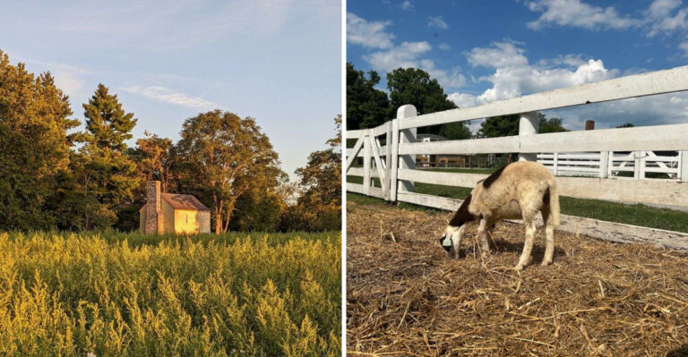 This Kentucky Fall Festival Keeps An Old-Fashioned Sorghum Tradition Alive