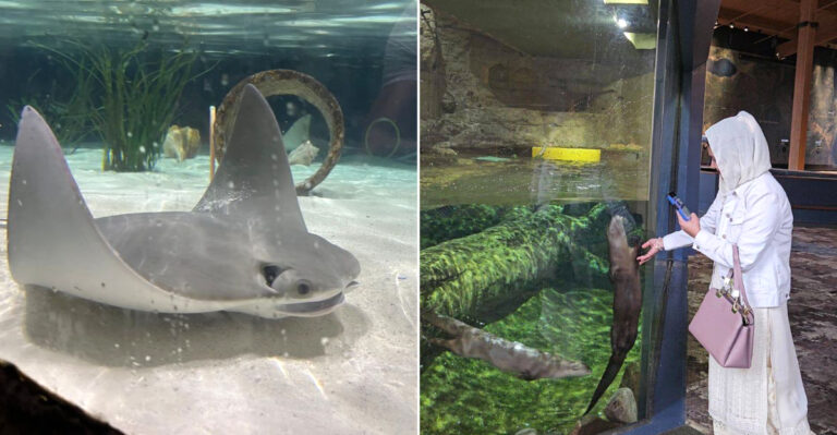 You Can Feed Stingrays At This Iowa River Museum (So Cute)