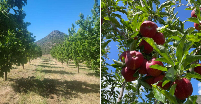 This New Mexico Apple Orchard Lets You Pick Your Own And Ends The Day With Fresh Cider Donuts