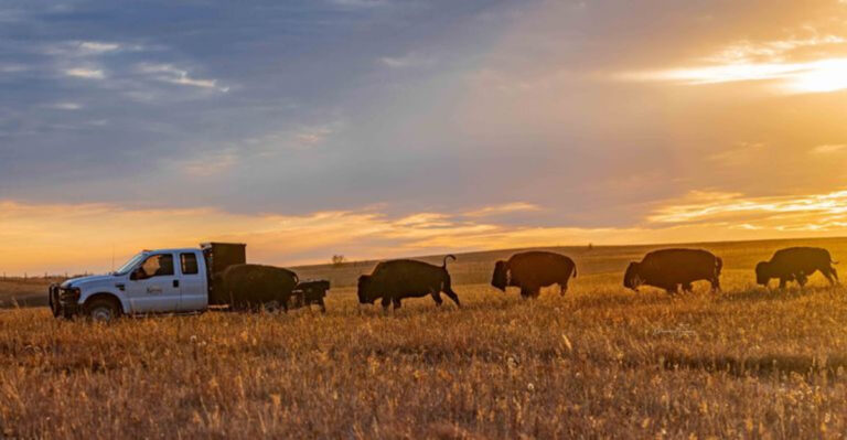 This Under-The-Radar Kansas Park Might Be The Best Place To See Bison In The Wild