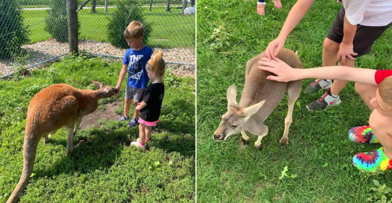 You Can Pet Kangaroos On A Working Dairy Farm In Iowa (Yes, Really)