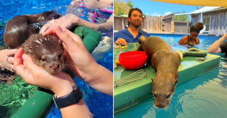 In Louisiana You Actually Swim With Otters And Feed A Sloth