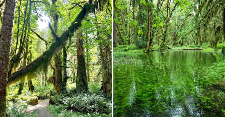 This Washington Forest Trail Looks Almost Too Magical To Be Real