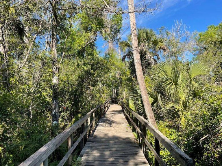 7 Florida Boardwalk Trails Where You Can Stroll Right Over Cypress Swamps and Spot Wading Birds