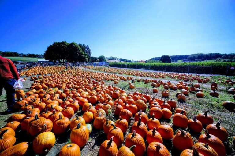 Six Pennsylvania Farm Stands Where You Can Load Up on Just-Picked Pumpkins This Fall