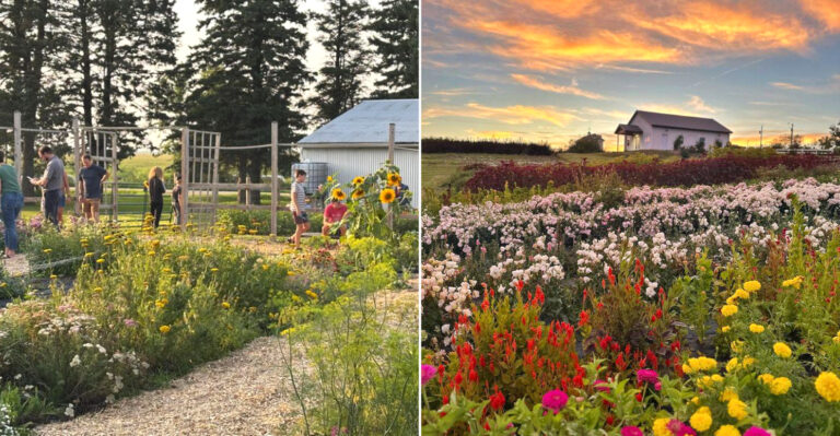 10 Iowa Flower Farm Trips Worth Taking Before Summer Slips Away