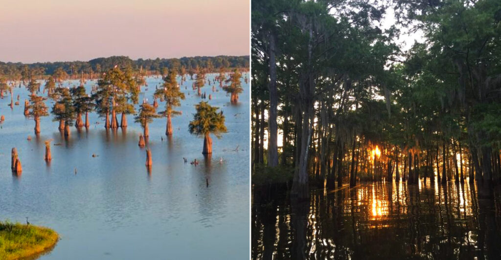 The Atchafalaya Basin