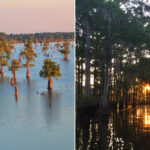 The Atchafalaya Basin