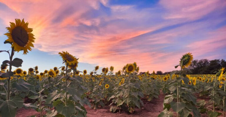 This Giant Kansas Sunflower Field Is A Bright Summer Detour Worth Waiting For