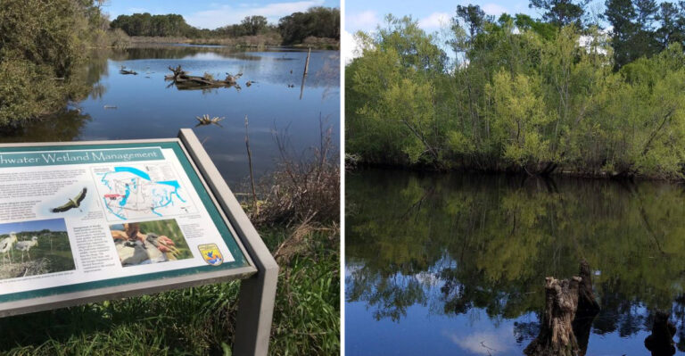 10 Georgia Regions Where Alligator Sightings Are Most Likely And What Visitors Should Know