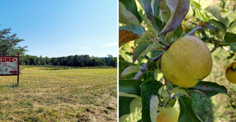 This Tennessee Apple Orchard Draws Huge Crowds Every October