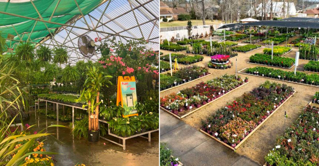 Louisiana Nursery