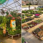 Louisiana Nursery