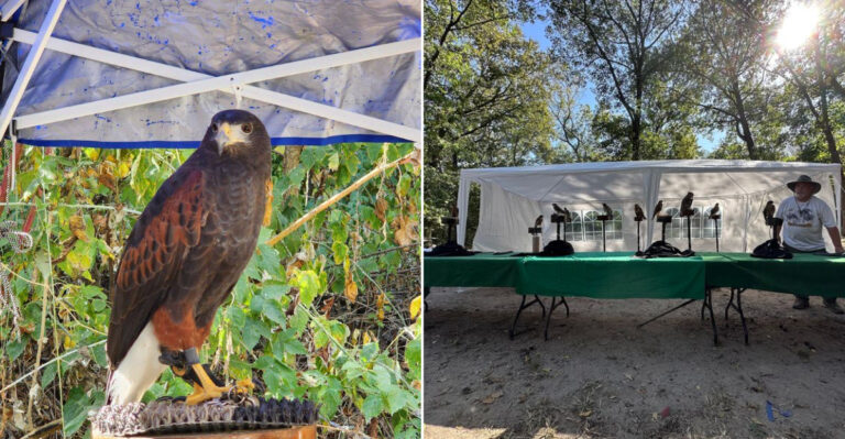 This Kansas Nonprofit Bird Sanctuary Treats Hundreds Of Injured Raptors And Lets You Walk Free Among Eagles And Owls