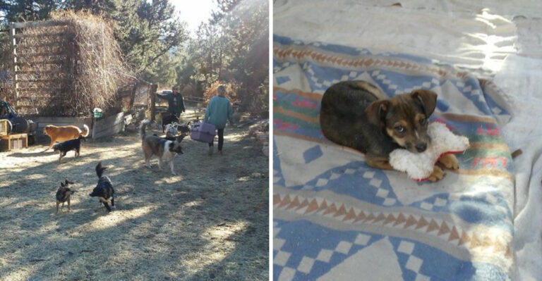 This Cage-Free New Mexico Sanctuary Gives Rescued Animals The Love, Safety, And Second Chance They Deserve