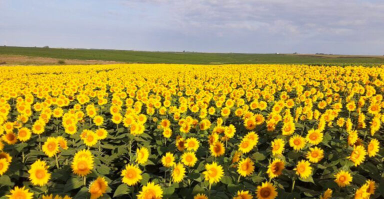 This Iowa Flower Farm Saves Some Of Its Most Colorful Moments For Late Summer