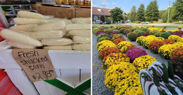 The Sweet Corn At This Virginia Farm Stand Is So Fresh Locals Make The Drive Without Thinking Twice