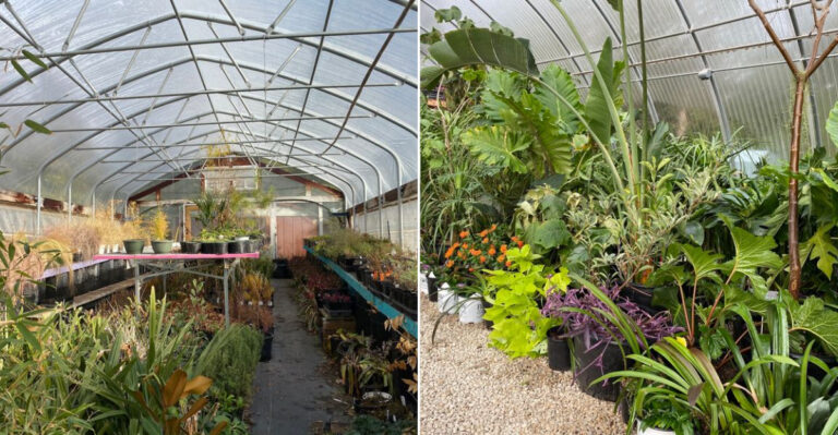 This Kansas Plant Rescue Is A Quiet Goldmine For Cheap Plants, Pots And Garden Finds