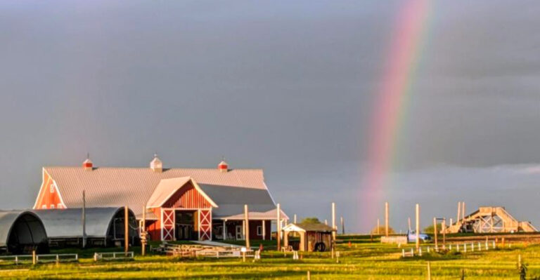 This Iowa Sunflower Farm Turns Late Summer Into A Sea Of Color